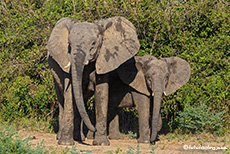 Elefantenkuh mit Jungtier, Mana Pools Nationalpark, Zimbabwe