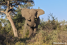 Elefant im Makgadikgadi National Park, Botswana