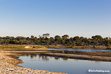 Boteti River, Makgadikgadi National Park, Botswana