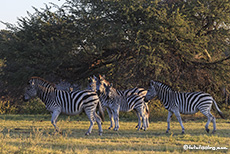 Zebras im Makgadikgadi National Park, Botswana
