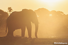 Elefant im Gegenlicht, Makgadikgadi National Park, Botswana