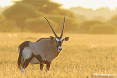 Oryxantilope im Gegenlicht, Central Kalahari Game Reserve, Botswana