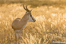 Springbock im Central Kalahari Game Reserve, Botswana