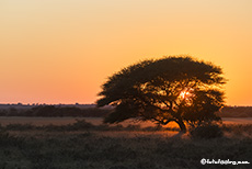 Sonnenaufgang im Central Kalahari Game Reserve, Botswana