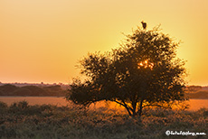 Sekretär im Baum, Central Kalahari Game Reserve, Botswana