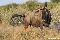 Gnu im Central Kalahari Game Reserve, Botswana