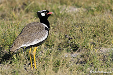 Gackeltrappe, Central Kalahari Game Reserve, Botswana