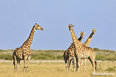 Giraffen, Central Kalahari Game Reserve, Botswana
