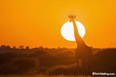 Giraffe im Sonnenaufgang, Central Kalahari Game Reserve, Botswana