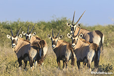 Oryxantilopen, Central Kalahari Game Reserve, Botswana