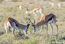 kämpfende Springböcke, Central Kalahari Game Reserve, Botswana