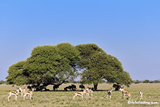 Springböcke auf der Tau Pan, Central Kalahari Game Reserve, Botswana
