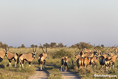 Eine Herde Oryxantilopen versperrt uns den Weg, Central Kalahari Game Reserve, Botswana
