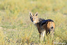 Neugieriger Schakal, Central Kalahari Game Reserve, Botswana