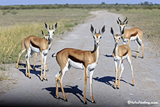 Springbock Sperre im Central Kalahari Game Reserve, Botswana