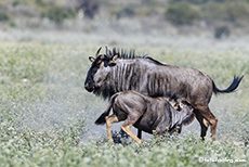 Gnukalb wird gesäugt, Central Kalahari Game Reserve, Botswana
