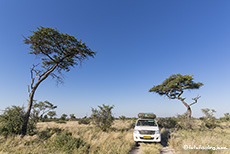 Im Central Kalahari Game Reserve unterwegs, Botswana
