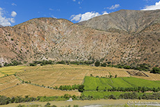 Reis- und Getreidefelder am Rio Huancabamba