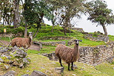 Alpakas in den Ruinen von Kuelap