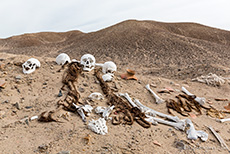 Totenschädel in der Wüste