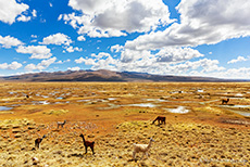 Lama Herde, Salinas and Aguada Blanca National Reserve, Peru