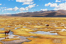Lamas im Salinas and Aguada Blanca National Reserve, Peru