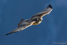 Wanderfalke, Peregrine Falcon (Falco peregrinus), Colca Canyon