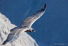 Andenkondor (Vultur gryphus) am Cruz del Condor, Colca Canyon