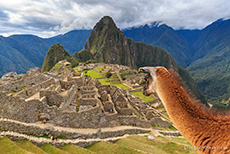 Auch das Lama genießt die tolle Aussicht auf Machu Picchu