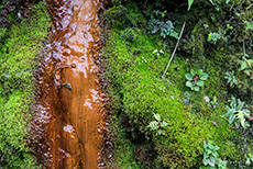 Überall fließt Wasser im Regenwald