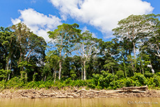 Urwaldriesen entlang des  Río Madre de Dios, Manu Nationalpark