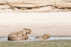 Capybaras oder auch Wasserschweine (Hydrochoerus hydrochaeris), Manu Nationalpark