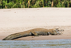 Schwarzer Kaiman am Ufer, Manu Nationalpark