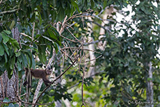 Peru-Kapuzineraffe, Manu Nationalpark