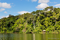 Cocha Salvador (Altwassersee), Manu Nationalpark