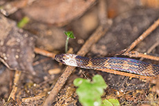 ungiftige Schlange, Manu Nationalpark