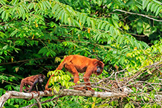 Roter Brüllaffe (Alouatta seniculus) mit Jungtier, Manu Nationalpark
