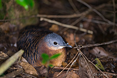 gut getarnter Vogel, Manu Nationalpark