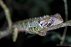 Dwarf Iguana, Manu Nationalpark