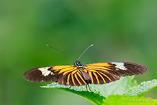 Tropischer Schmetterling, Heliconiinae Butterfly