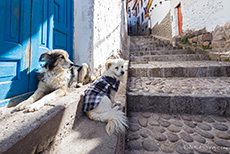 Kleine Hunde vor der Haustür, Cusco