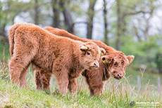 Schottische Hochlandrinder