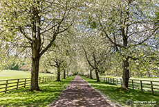 Baumallee auf dem Weg zum Cawdor Castle