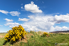Ginsterbusch am Schlachtfeld von Culloden