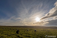 Schafe gibt es hier überall