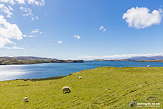Schafe passen hier sehr gut zur Landschaft