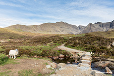 Ein Schaf auf dem Weg zum  Fairy Pools Wasserfall, Skye
