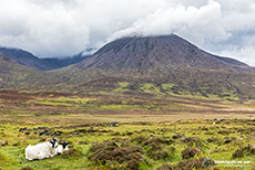 Und wieder Schafe ...