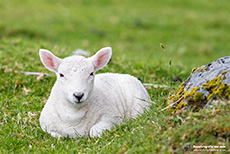 Kleines Lamm in der Wiese