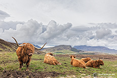 Schottische Hochlandrinder, Skye